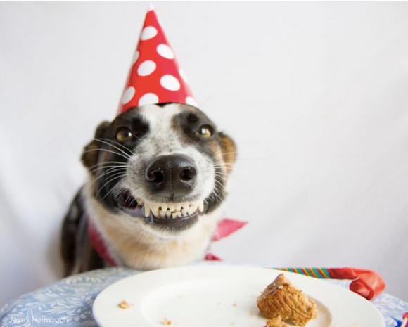 9 WAYS TO CELEBRATE YOUR PET’S BIRTHDAY OR GOTCHA DAY