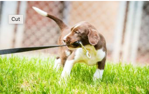 2 TOP INJURY FACTORS FOR PUPPIES – IT’S NOT JUST ABOUT HIPS AND ELBOWS