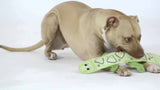 Outward Hound Large Lizard Green 3 Squeaker
