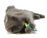 Catnip Chew Mice